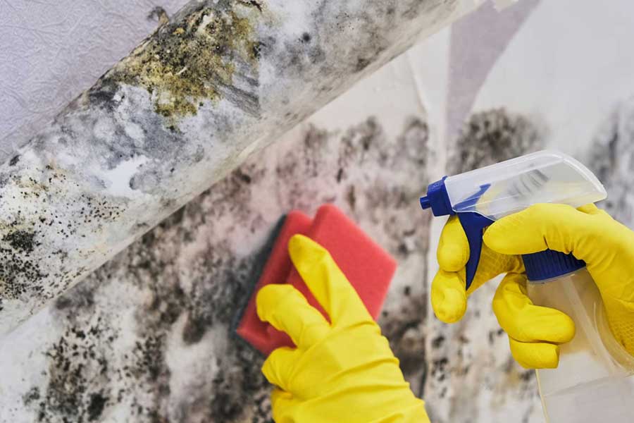 Mold Remediation and Removal